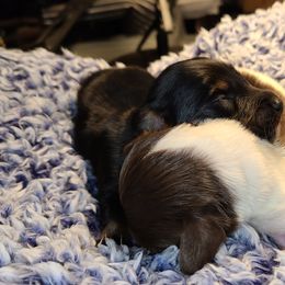 Dachshund Puppies from Infinity Dachshunds