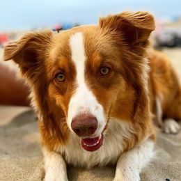 Ember - Australian Shepherd