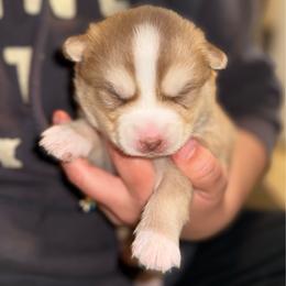 Chevy - Red and white male Pomsky puppy in Greenfield, Minnesota from SRF Pomskies