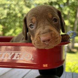 Maverick AKC - Chocolate and tan male Dachshund puppy in Hendersonville, North Carolina from Snarky Doxy Miniature Dachshunds
