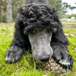 Poodle Puppies from Fluffy Poodles