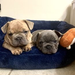 French Bulldog Puppies from Pardon My French Exquisite French Bulldogs
