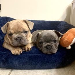 French Bulldog Puppies from Pardon My French Exquisite French Bulldogs
