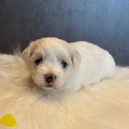 Maltese puppies from Wendy’s Maltese & Cavamalts of Virginia