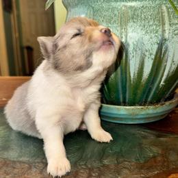 Boy c - Blue merle male Pomeranian puppy in Knoxville, Tennessee from Thea's Puppies