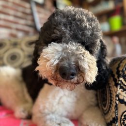Mya - Bernedoodle