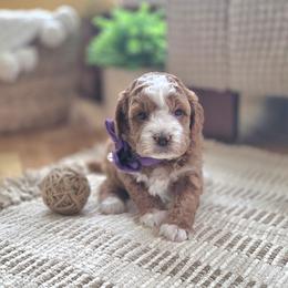 Cavapoo and Dachshund Puppies from Barnyard Dachshunds, Dals & Doodles