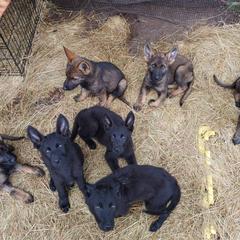 German Shepherd Puppies from Rose Valley German Shepherds