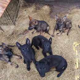 German Shepherd Puppies from Rose Valley German Shepherds