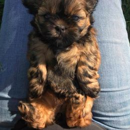 Newfoundland and Shih Tzu Puppies from Grand Meadow Newfoundlands