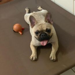 French Bulldog All Grown Up from Meraki Bulldogs