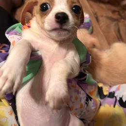 Girl 1 - Chocolate and white female Chihuahua puppy in Pittsburgh, Pennsylvania from Pittsburgh Paw Prints