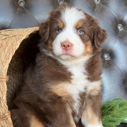 Blaze- Has Tail and Videos - Red tri-color male Australian Shepherd puppy in Troy, South Carolina from Lana Corley- Australian Shepherds of 3/W Farms