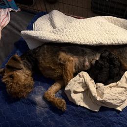 Travis - Black and tan male Airedale Terrier puppy in Thomasville, North Carolina from Beitzel Babies