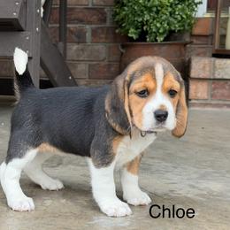 Chloe - Black tan and white female Beagle puppy in Mansfield, Missouri from Rippee Creek Kennel