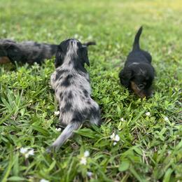 Dachshund and French Bulldog Puppies from Trust Fund Devil Kennel