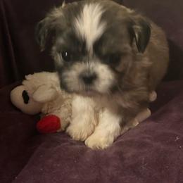 Baxter - Brindle male Shih Tzu puppy in Huntsville, Alabama from Sunnybrook Shih Tzu