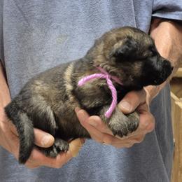 Girl 3 - Sable female German Shepherd puppy in Lake George, Colorado from High Country German Shepherds