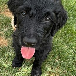 Goldendoodle Puppies from Bridger Peak Doodles
