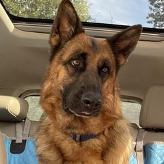 German Shepherd puppies from Loves German Shepherds