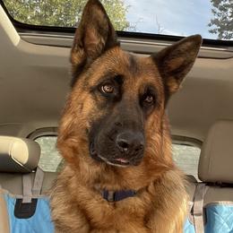 German Shepherd puppies from Loves German Shepherds