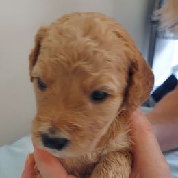 Green Male - Cream male Goldendoodle puppy in Vernon, Vermont from Dynamic Doodles of Southern Vermont