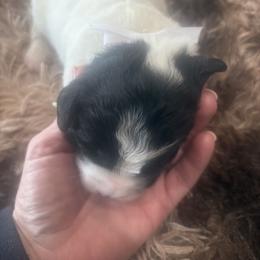 Mike - Black and white male Sheepadoodle puppy in Leeton, Missouri from Jane Farrell
