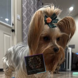 Cheslie - Yorkshire Terrier
