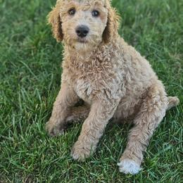 Boy 4 - Parti male Poodle puppy in Detroit, Michigan from Pretty Spoiled Spoos llc