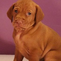 Vizslas from JNEK Vizslas