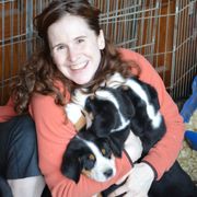 Greater Swiss Mountain Dog puppies from RODEO
