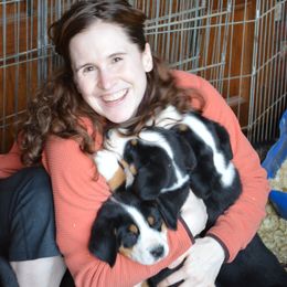 Greater Swiss Mountain Dog puppies from RODEO
