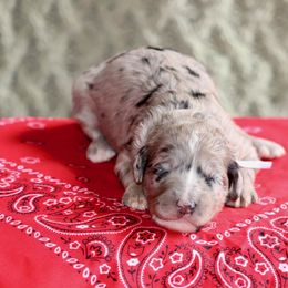 Beans (lavender collar) - Merle female Sheepadoodle puppy in Mouth Of Wilson, Virginia from HoneyBunn Doodle Co.