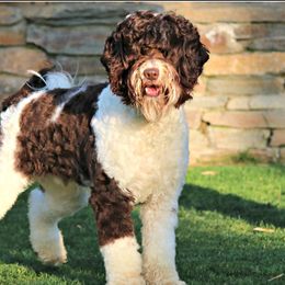 Sawyer - Australian Labradoodle