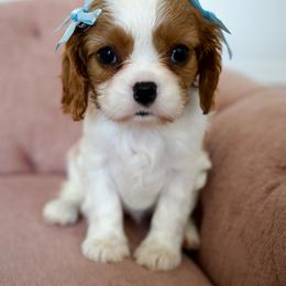 Grace - Blenheim female Cavalier King Charles Spaniel puppy in Greensboro, North Carolina from Hyde Park Cavaliers