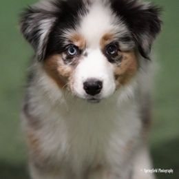 Harvest Wind Mini Americans breeder of Miniature American Shepherd