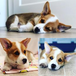 Pembroke Welsh Corgi Puppies from Rockin’ H Corgis