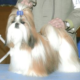 Champion Fantasy's American Sweetheart - Shih Tzu