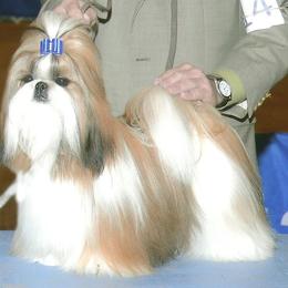 Champion Fantasy's American Sweetheart - Shih Tzu