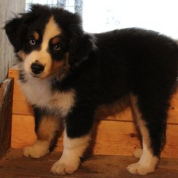 Miniature Australian Shepherd Puppies from Free Spirit Ranch