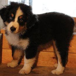 Miniature Australian Shepherd Puppies from Free Spirit Ranch