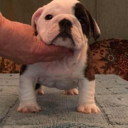 Bulldog Puppies from Scott's Bulldogs