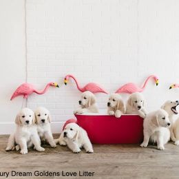 Dewbury Dream Goldens  breeder of Golden Retriever