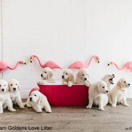 Dewbury Dream Goldens  breeder of Golden Retriever