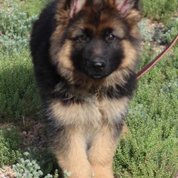 German Shepherd and Papillon Puppies from AZSunshine K9's