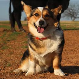 Annie - Pembroke Welsh Corgi