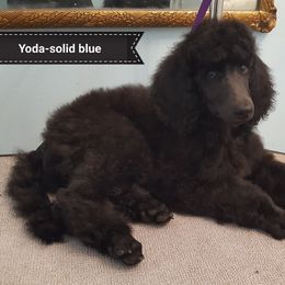 Poodle Puppies from Pink Begonia Poodles