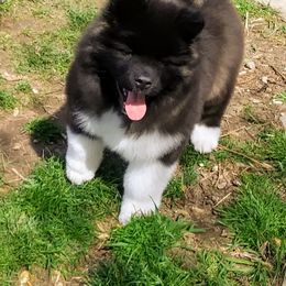 Akita Puppies from BleuMoon Akitas