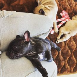  Puppies from Creme De La Creme French Bulldogs