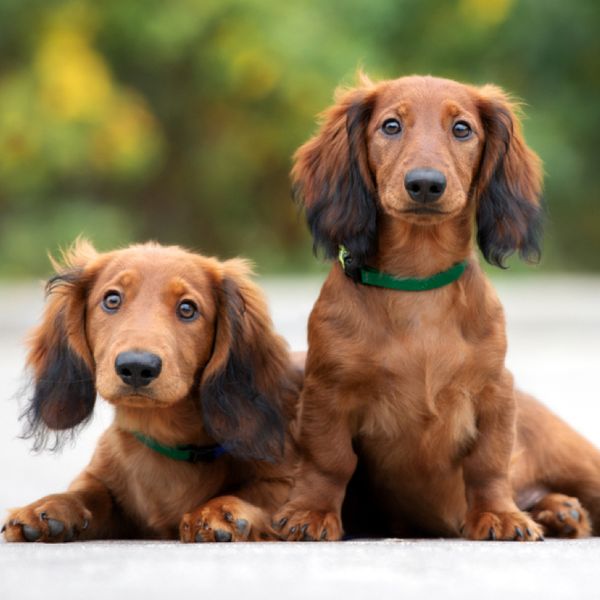 Dachshund